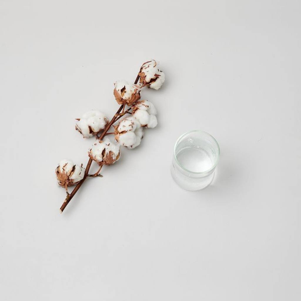 Cotton branch with raw cotton on a white table with a glass full of water. Minimalist image